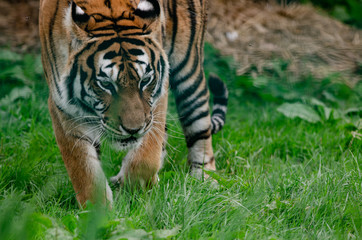 Amur Tiger