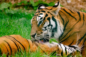 Amur Tiger