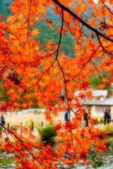 紅葉