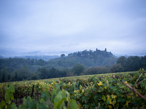 vineyards in the evening fog in october montevarchi italy tuscany