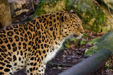 Amur Leopard
