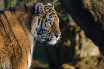 Amur Tiger