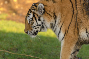 Amur Tiger
