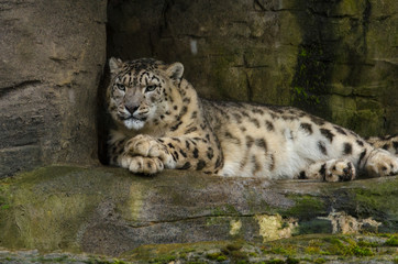 Snow Leopard