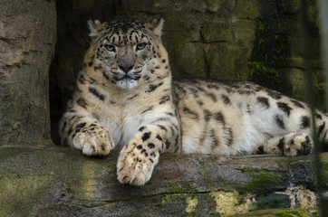 Snow Leopard