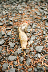 slug on gravel