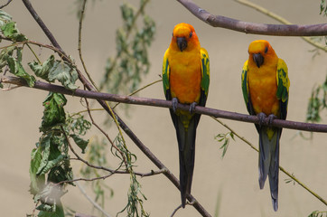 Sun Conure