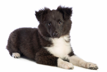 Shetland Sheepdog is lying and looking ahead