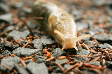 slug on gravel
