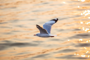 Seagull, the birds migrate from Siberia to Bangpu Samutprakhan Thailand, are feeded by traveler during sunset. fly over the sea and eating on the water surface.