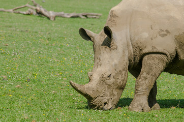 Fototapeta premium Rhino