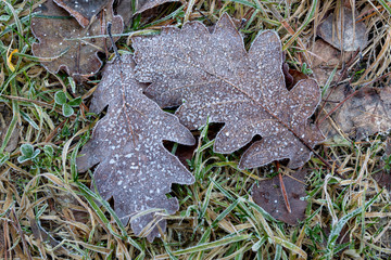 Leaves of trees covered with frost. Morning frost on the forest path.