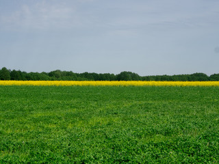 Green meadow with rapeseed and forest behind.