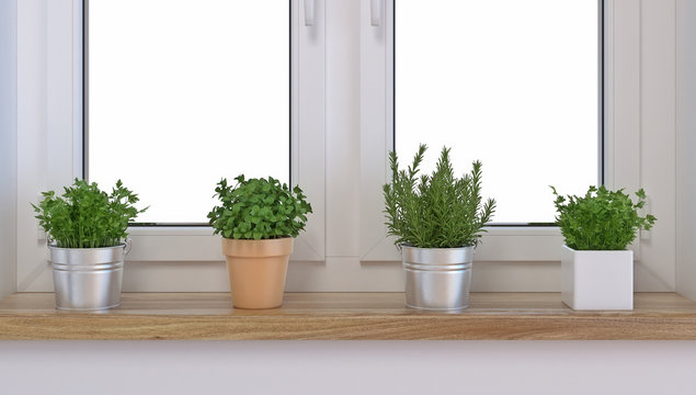 Spices in a pot on a window sill, rosemary, parsley and peppermint