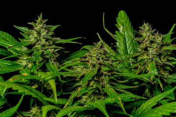 Auto flower small variety of green dark nice marijuana with black background