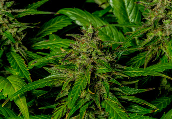 Auto flower small variety of color green dark nice marijuana