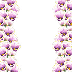 Flowers. Watercolor callas. Floral background. Flower pattern. Tropical plants.Isolated on white background. Flowers on the sides of the illustration.