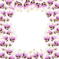 Flowers. Watercolor callas. Floral background. Flower pattern. Tropical plants.Isolated on white background. Flowers around the perimeter of illustration.