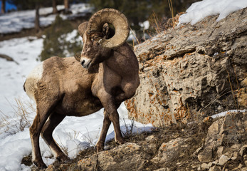 Bighorn Sheep
