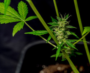 Auto flower small variety of color green dark nice marijuana in flowerpot