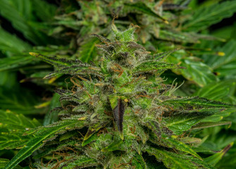 Auto flower small variety of color green dark nice marijuana