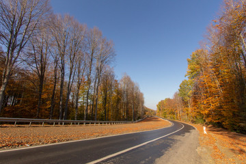 Fototapeta premium the road passing through the forest