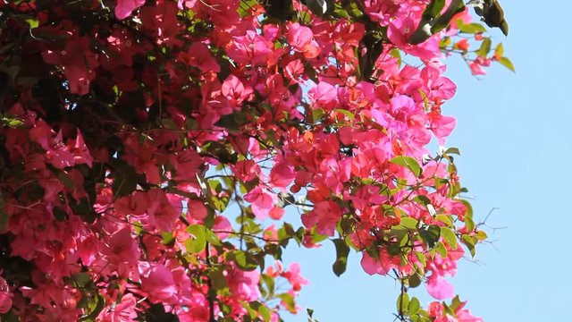 Pink Bougainvillea plant with pink flowers in Taormina, Sicily, Italy.