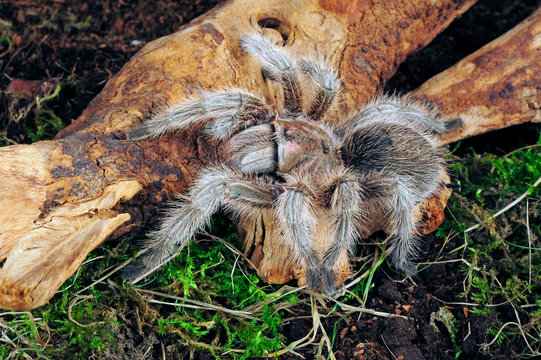 tropische Vogelspinne (Grammostola sp. north") - tarantula