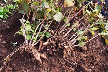 Kitchen garden / Harvest of Yacon