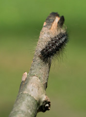 gypsy moth caterpillar on stick