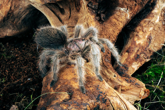 tropische Vogelspinne (Grammostola sp. north") - tarantula