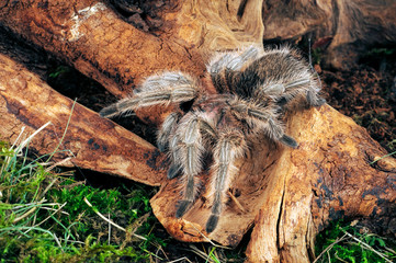 tropische Vogelspinne (Grammostola sp. north