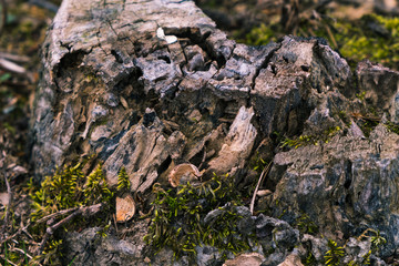 Stump texture