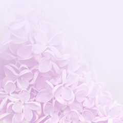Pink background of lilac flowers.