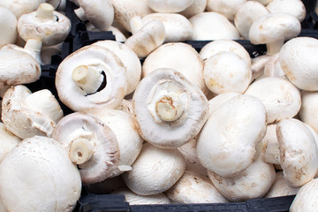white champignons close-up, the benefits and harm of mushrooms, sale o