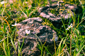 Macro flower and stump