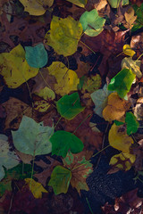 vibrant colorful fall autumn leaves background
