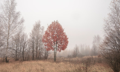 Obraz na płótnie Canvas Autumn tree with red foliage in fog