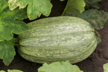 Cucurbita pepo among the bushes in the garden surrounded by leaves. Green not ripe pumpkin in the garden in the village. Ecological farming. Pure product sprouted on the site.