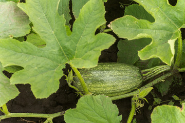 Obraz premium Cucurbita pepo among the bushes in the garden surrounded by leaves. Green not ripe pumpkin in the garden in the village. Ecological farming. Pure product sprouted on the site.