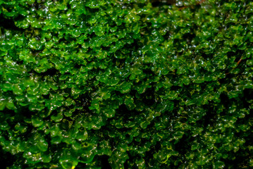 background - juicy green wet moss under a waterfall