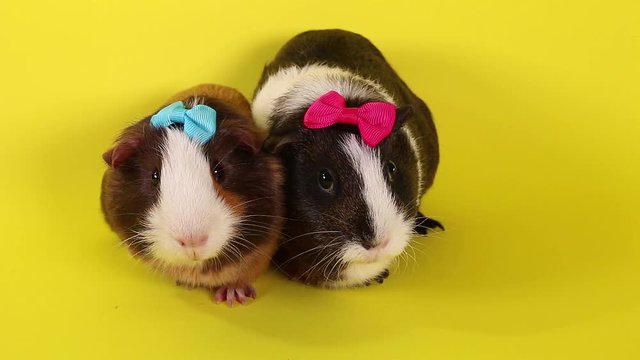 Cute guinea pig pigs cavy cavys