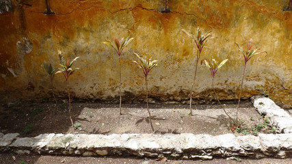 Abstract image of beautiful plants and flowers framed against a painted orange wall in colonial...