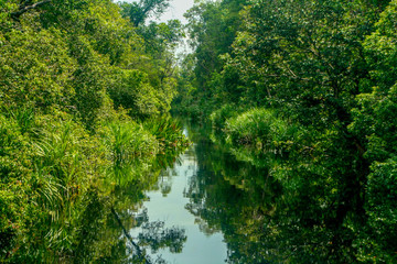 Reflections of the sky and dense, lush tropical jungle in the Sekonyer River in Tanjung Puting National Park, in Central Kalimantan, Indonesian Borneo
