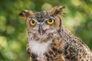 portrait of an eurasian eagle owl