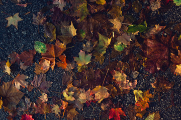 ile of color leaves abstract colorful background