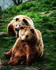 Obraz na płótnie Canvas waiting bears in the wildpark of germany