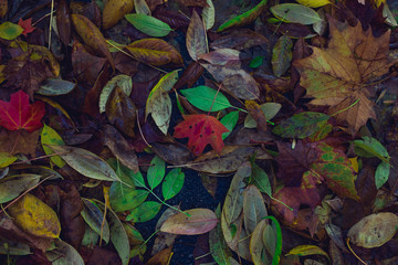 Single vibrant red maple leaf alone in a pile of yellow leaves