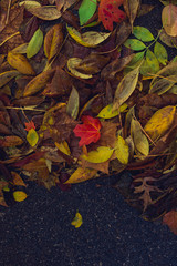 Single vibrant red maple leaf alone in a pile of yellow leaves