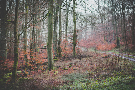 Herbst Wald in Deutschland